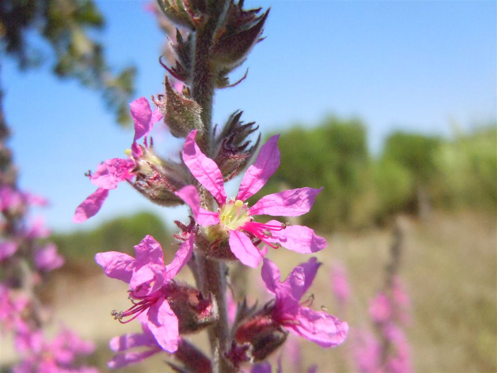 Lythrum salicaria / Salcerella comune